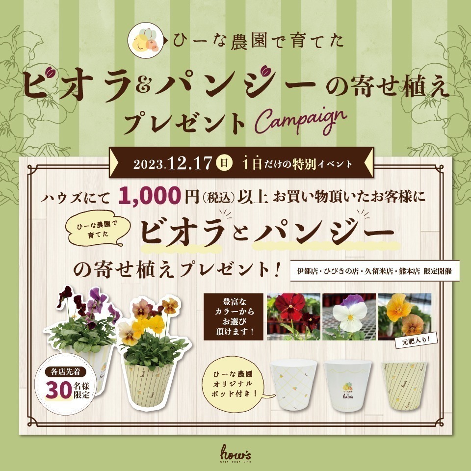 ビオラプレゼント