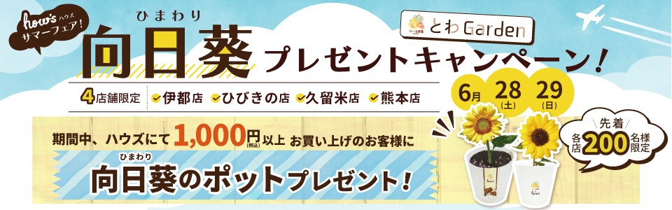 向日葵プレゼント