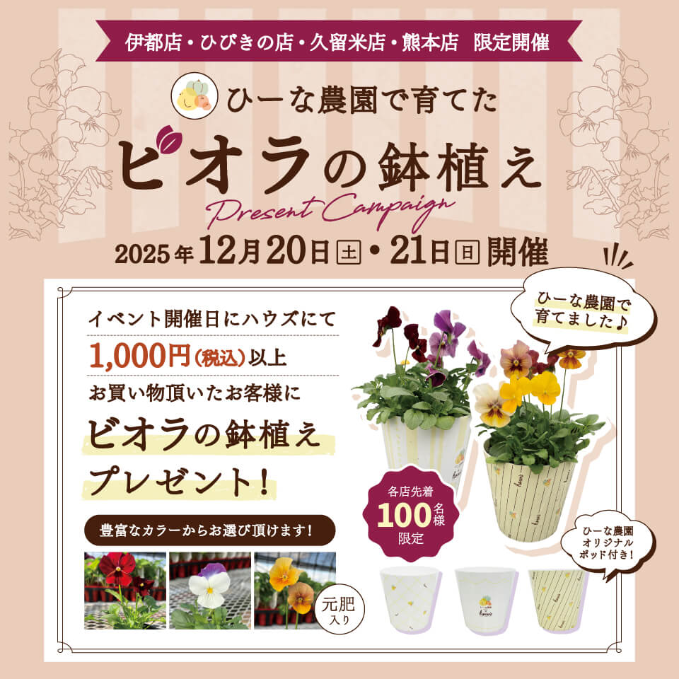 ビオラプレゼント