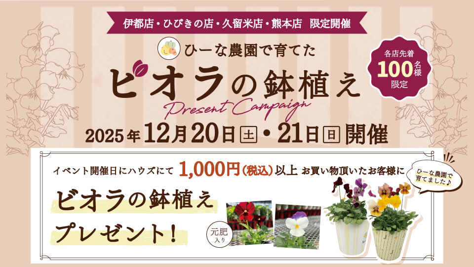 ビオラプレゼント